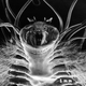 Illustration for article titled Five Creatures That Prove Life Could Exist On Other Planets (Or In Space)